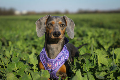 Adjustable Dog Harness - Purple Passion