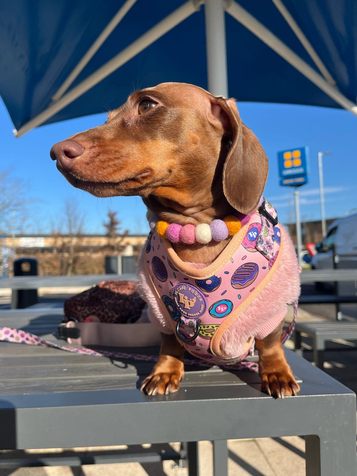 Adjustable Dog Harness - Doughnuts Delight