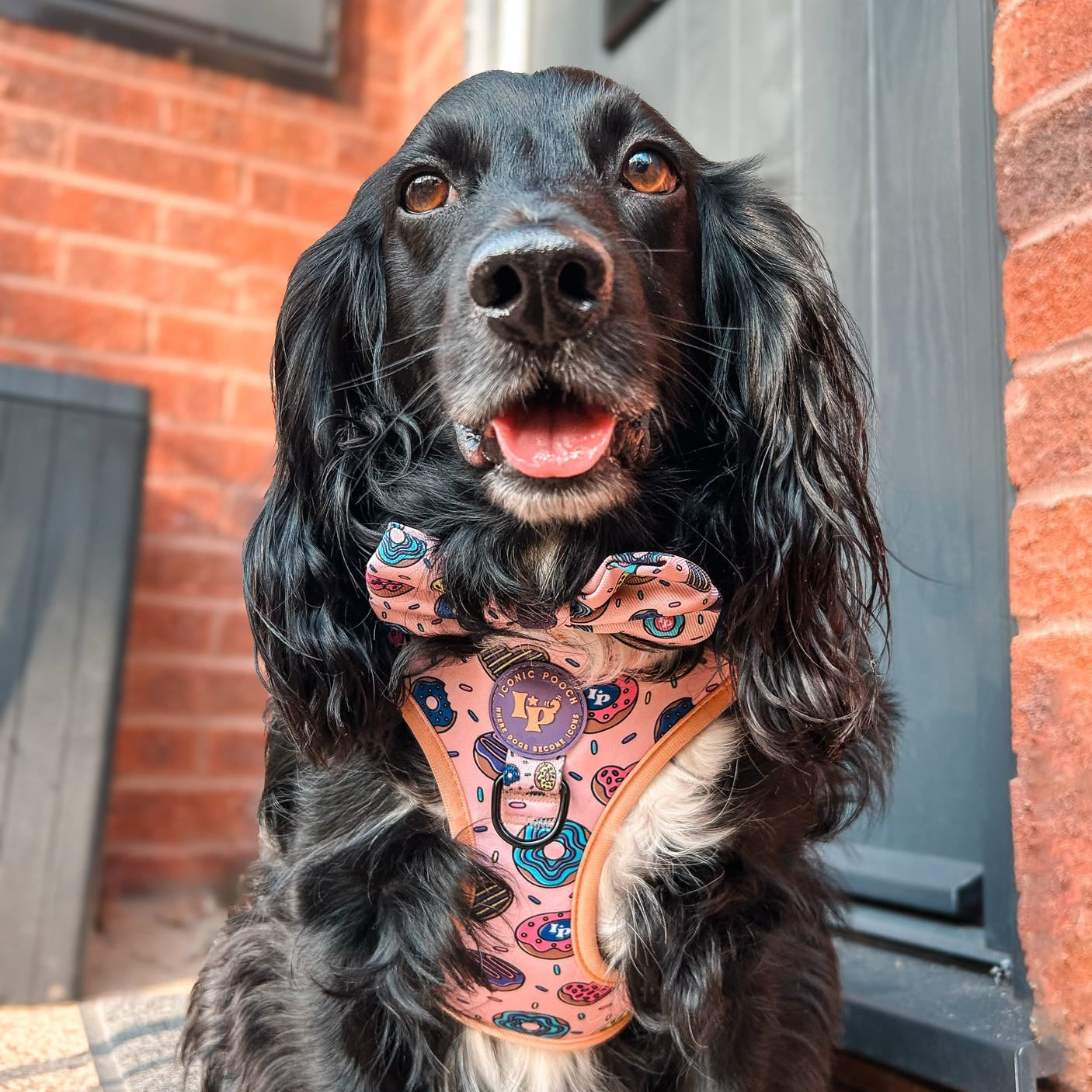 Dog Bow Tie - Doughnuts Delight