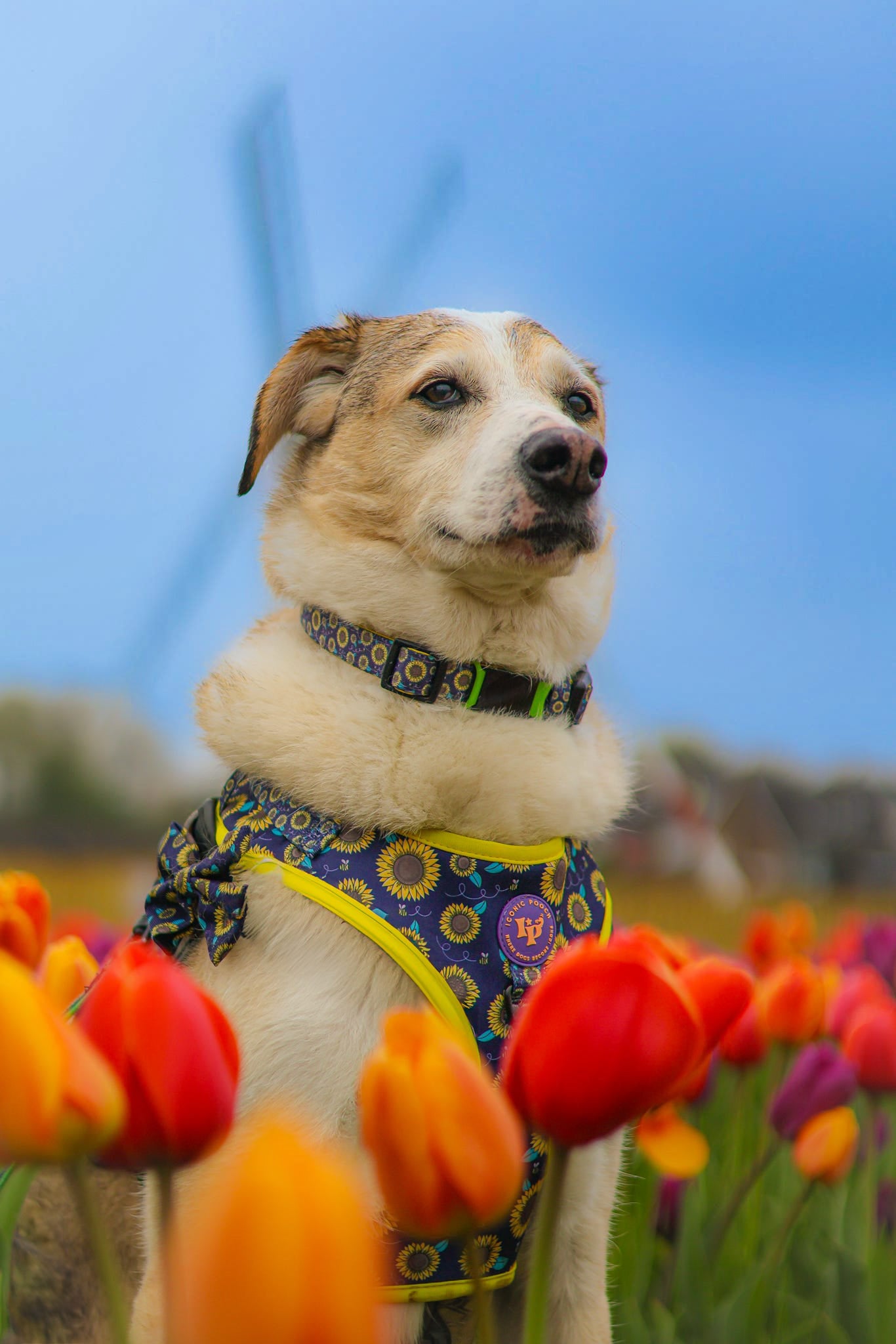 Adjustable Dog Collar - Sunflower Buzz