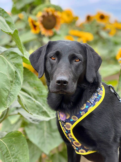 Adjustable Dog Harness - Sunflower Buzz