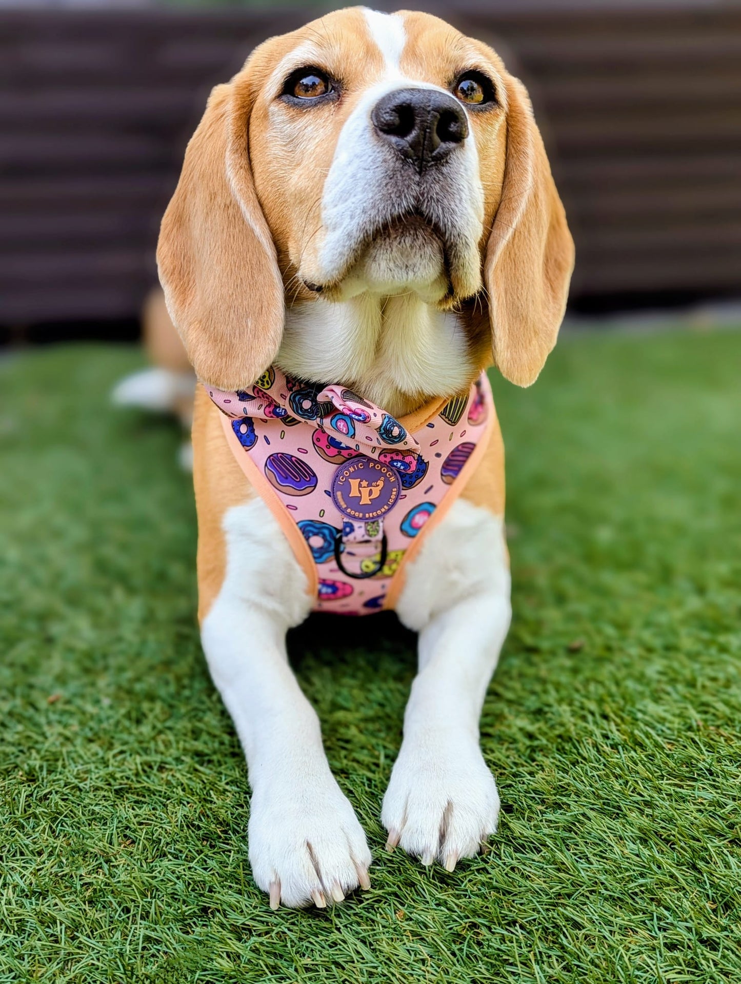 Dog Bow Tie - Doughnuts Delight