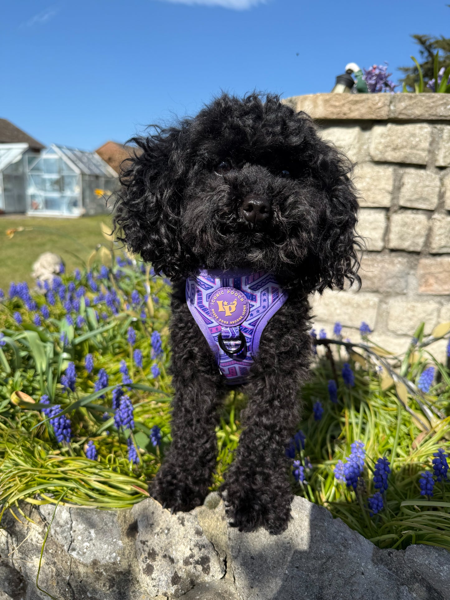 Adjustable Dog Harness - Purple Passion