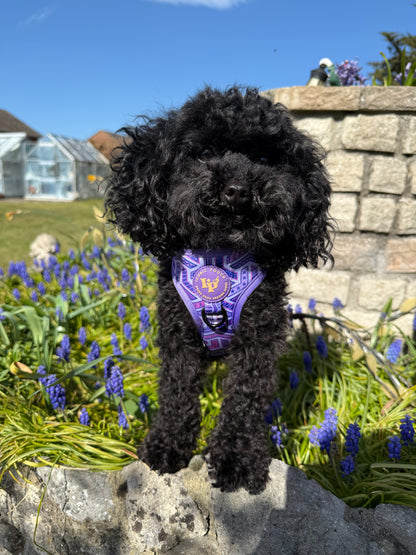 Adjustable Dog Harness - Purple Passion