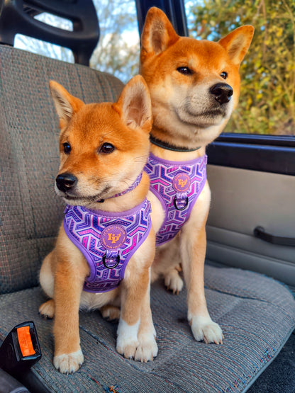 Adjustable Dog Harness - Purple Passion