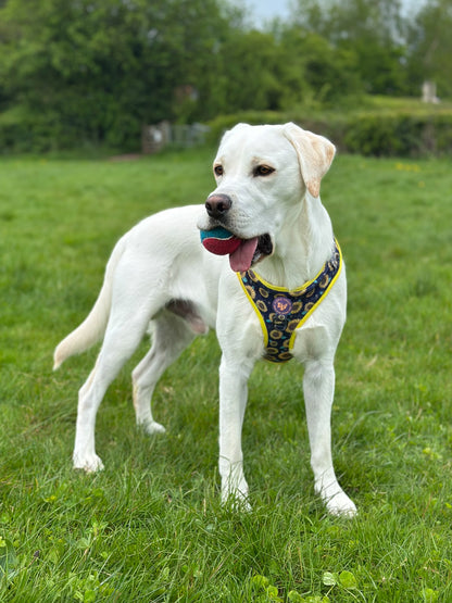 Adjustable Dog Harness - Sunflower Buzz