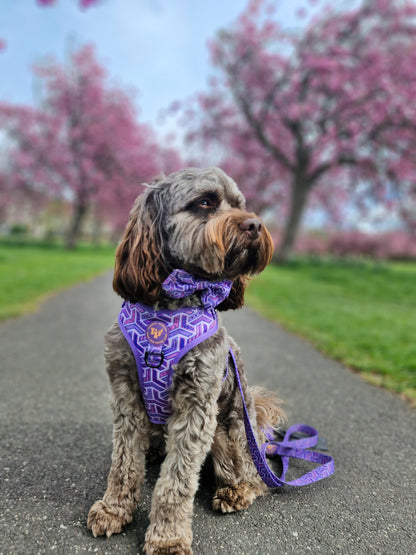 Adjustable Dog Harness - Purple Passion