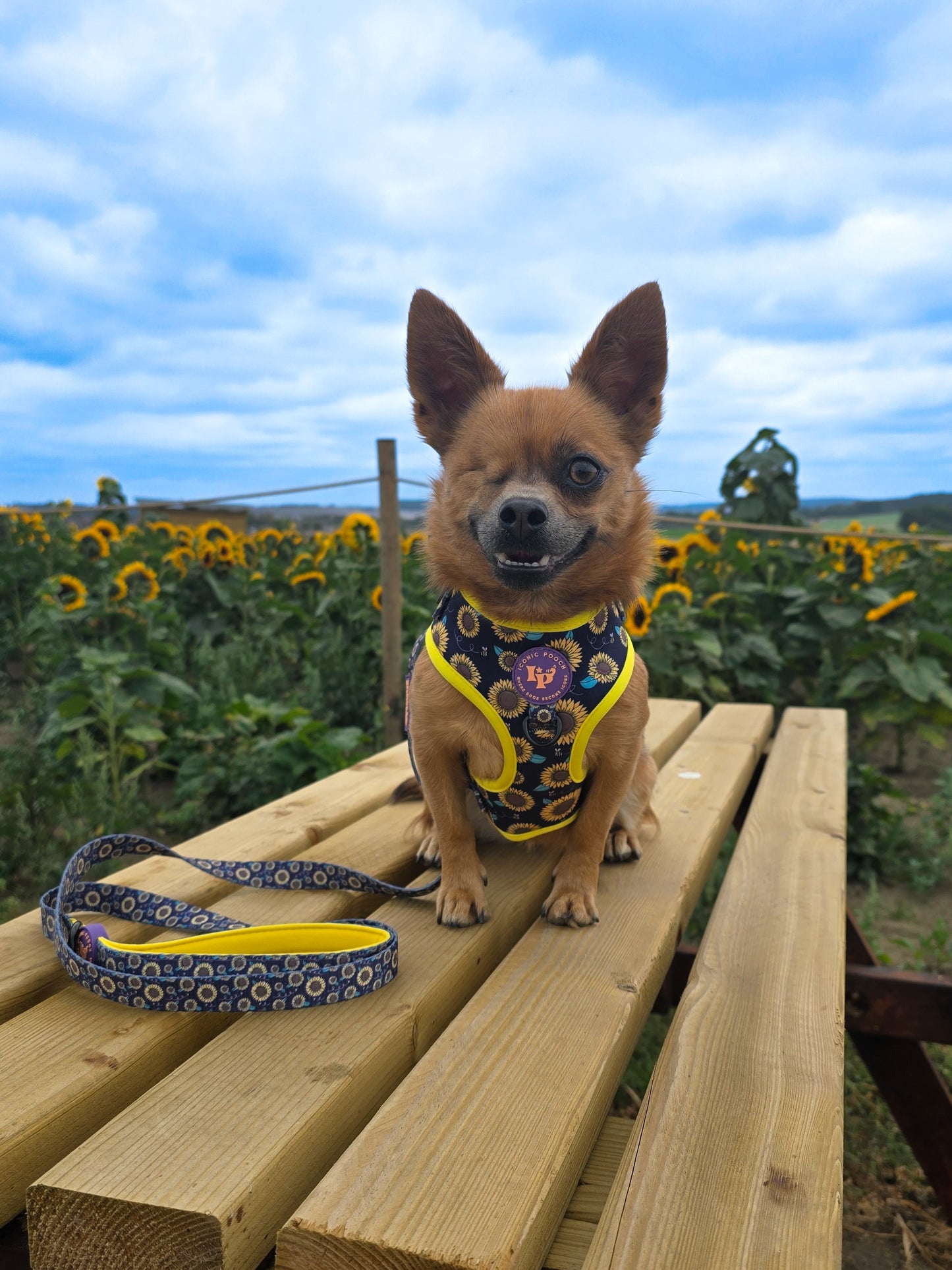 Dog Lead - Sunflower Buzz