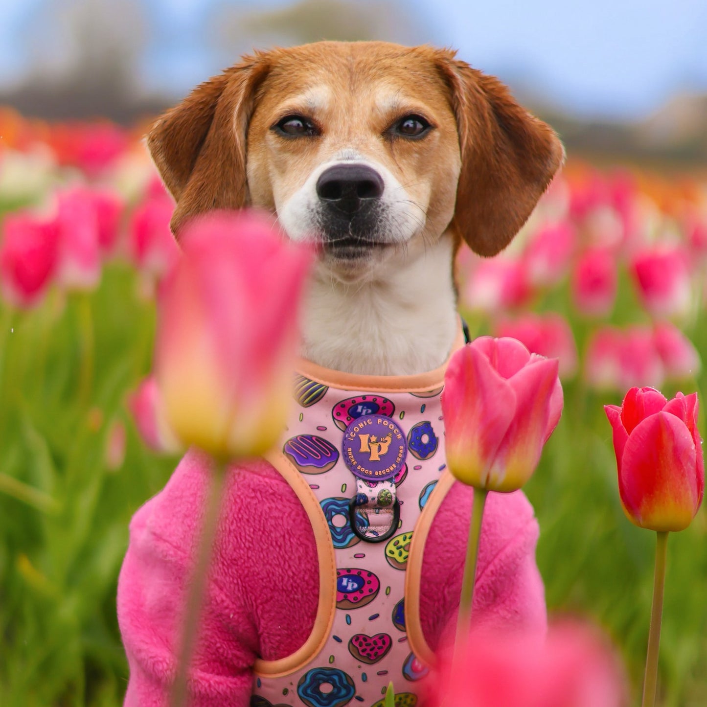 Adjustable Dog Harness - Doughnuts Delight