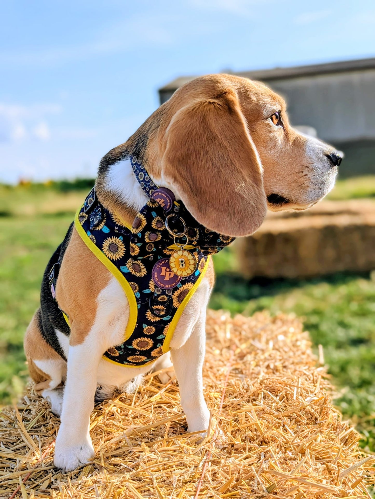 Adjustable Dog Collar - Sunflower Buzz