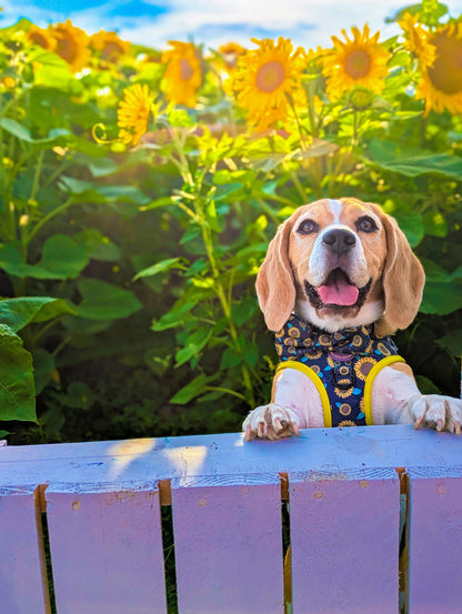 Dog Bow Tie - Sunflower Buzz