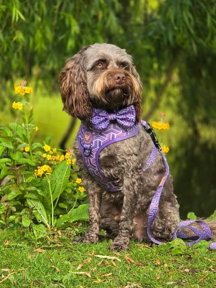 Dog Bow Tie - Purple Passion