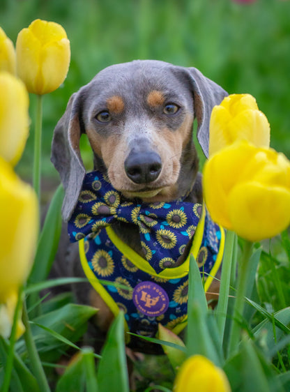 Dog Bow Tie - Sunflower Buzz