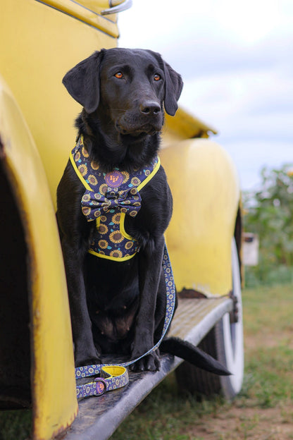 Dog Lead - Sunflower Buzz