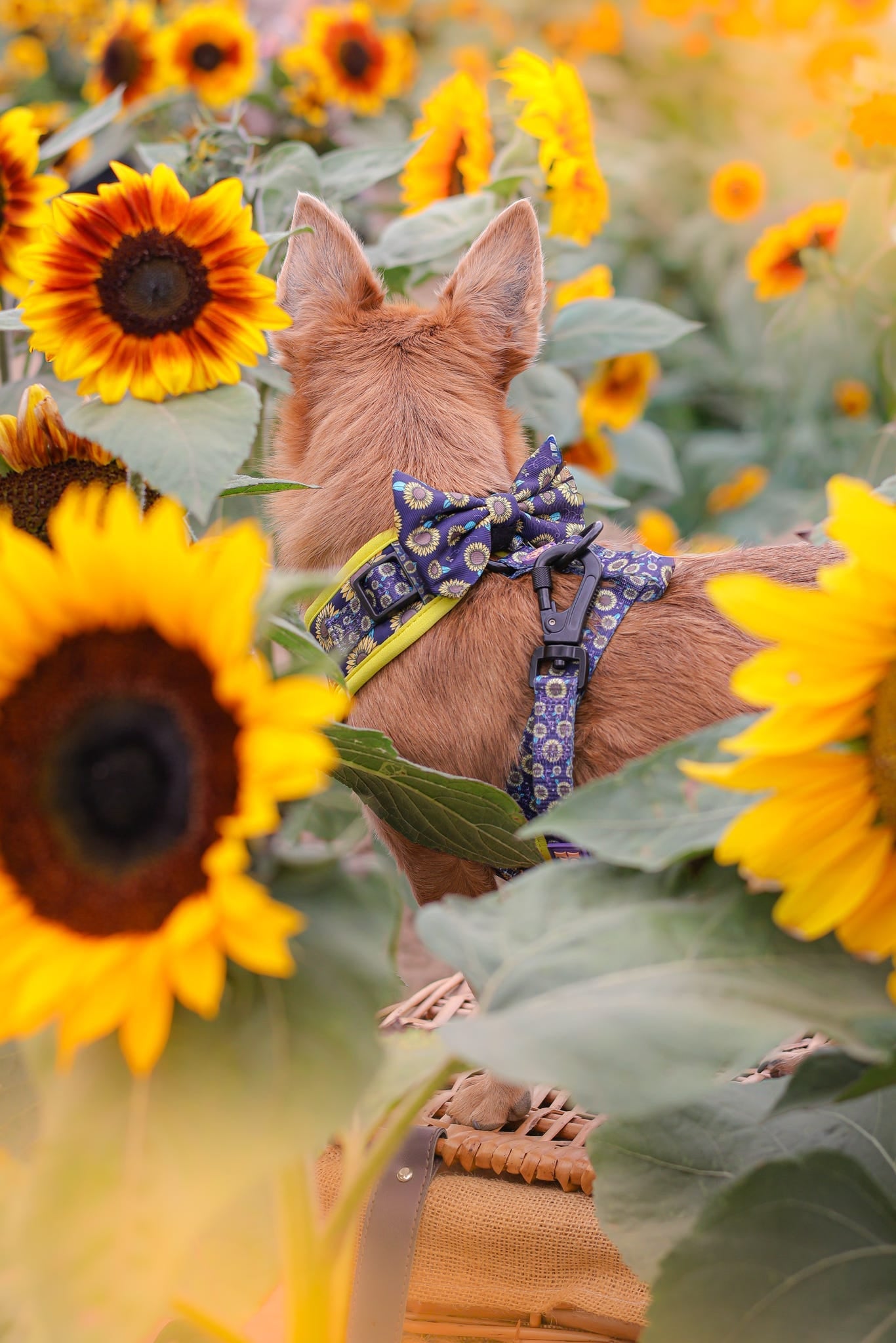 Dog Lead - Sunflower Buzz