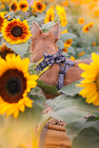 Dog Lead - Sunflower Buzz