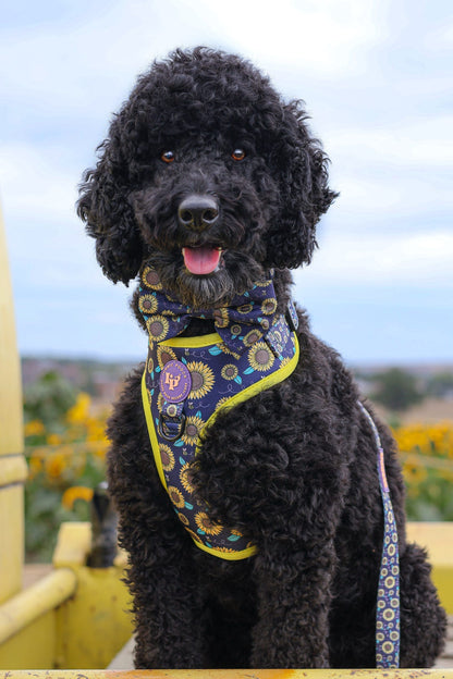 Dog Bow Tie - Sunflower Buzz