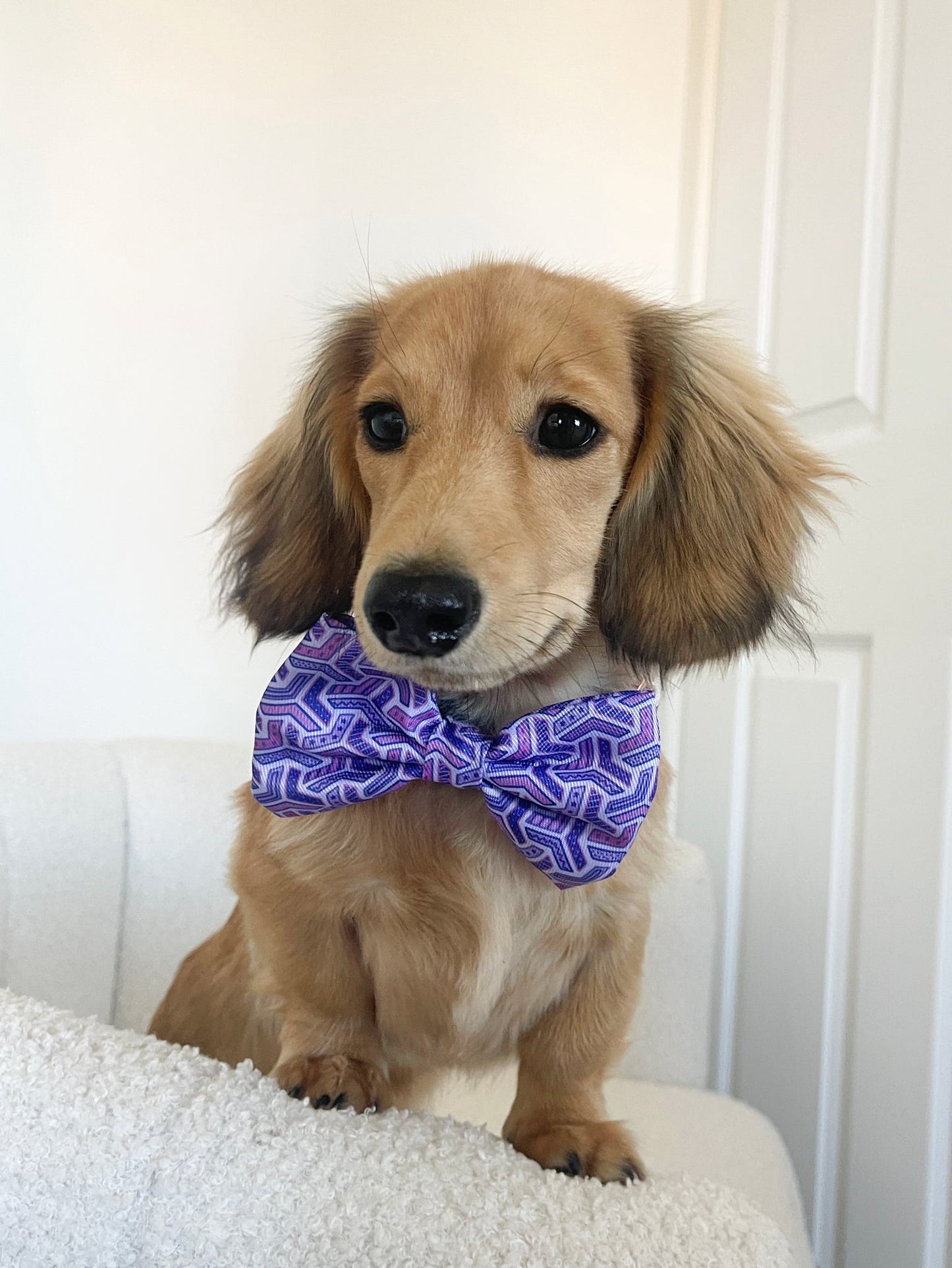 Dog Bow Tie - Purple Passion