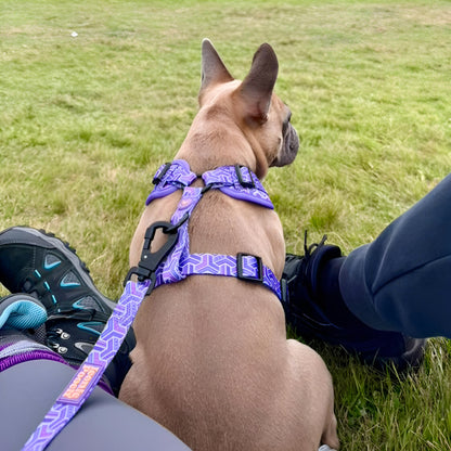 Dog Lead - Purple Passion