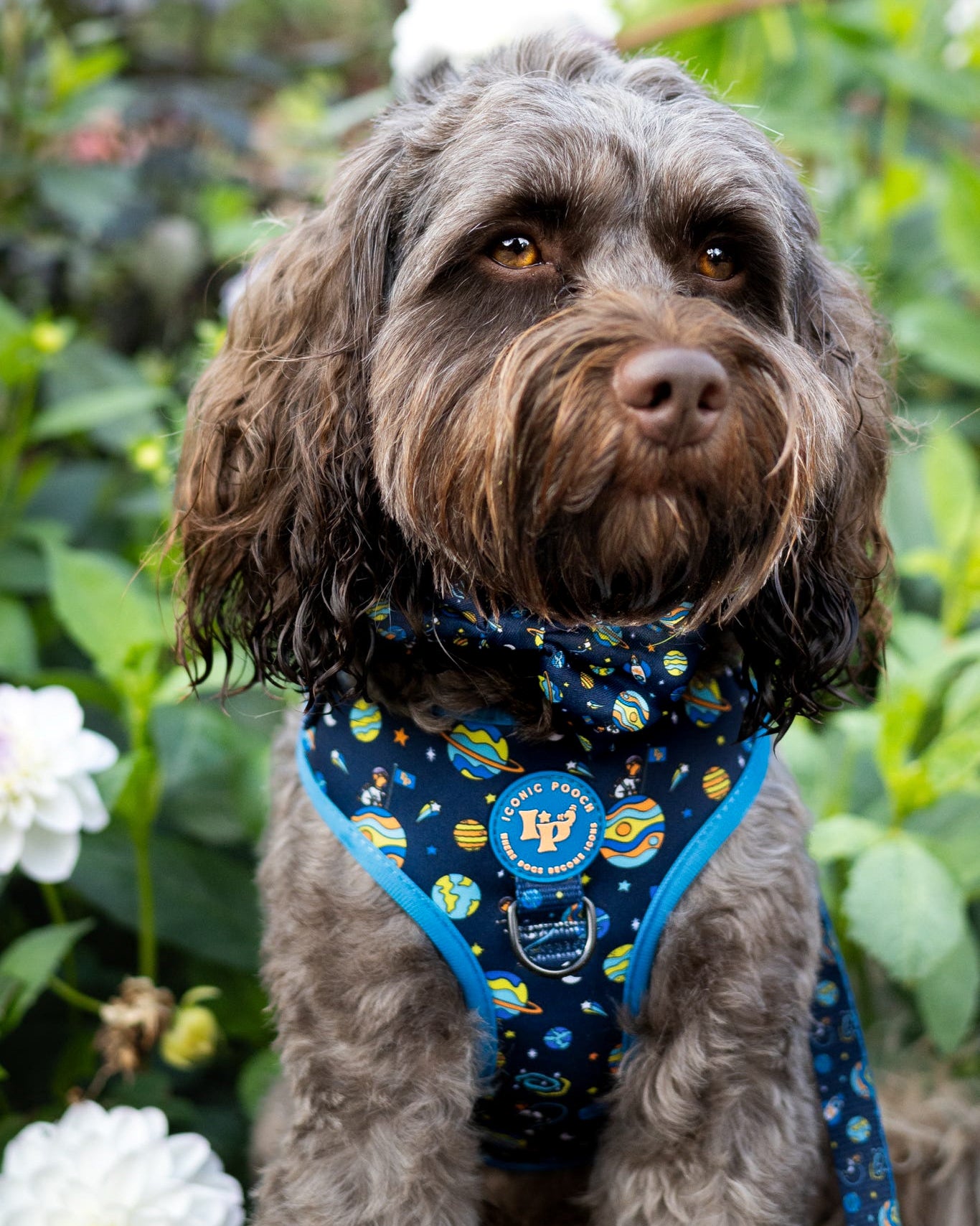 Dog Bow Tie - Mission: Iconic