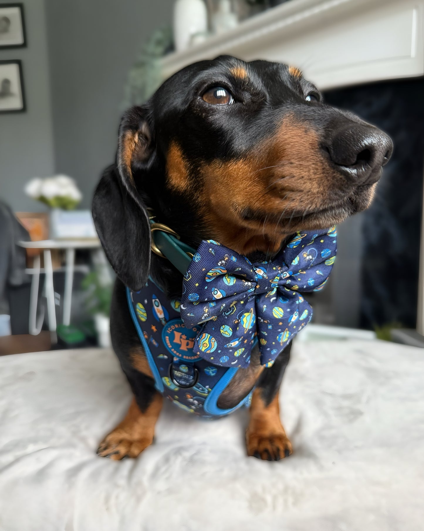 Sailor Bow Tie - Mission: Iconic