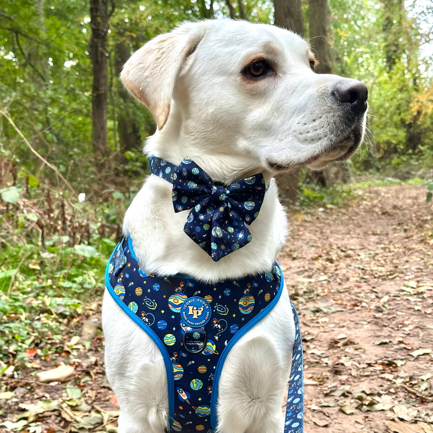 Adjustable Dog Collar - Mission: Iconic m