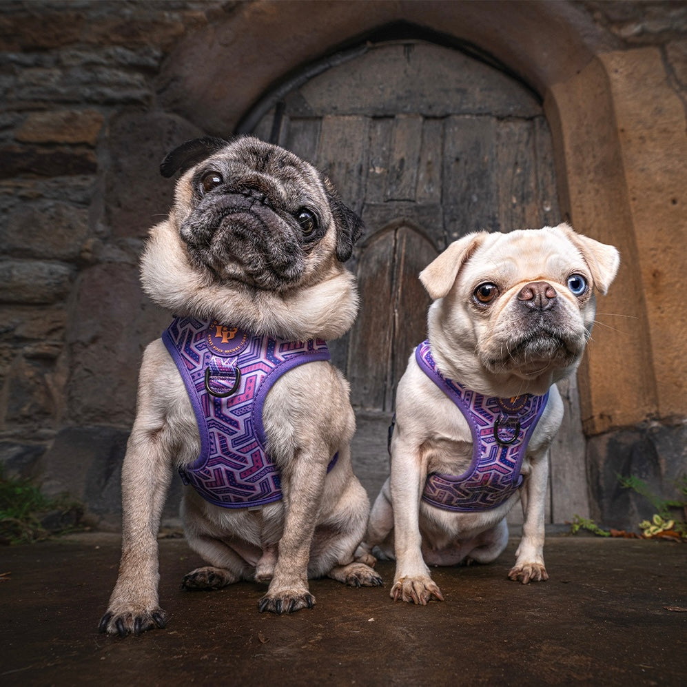 Adjustable Dog Harness - Purple Passion